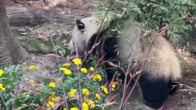 熊猫基地。。。