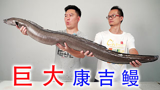 鰻魚王來了，比腿還粗的超大康吉鰻，做鰻魚飯?zhí)憷? style=