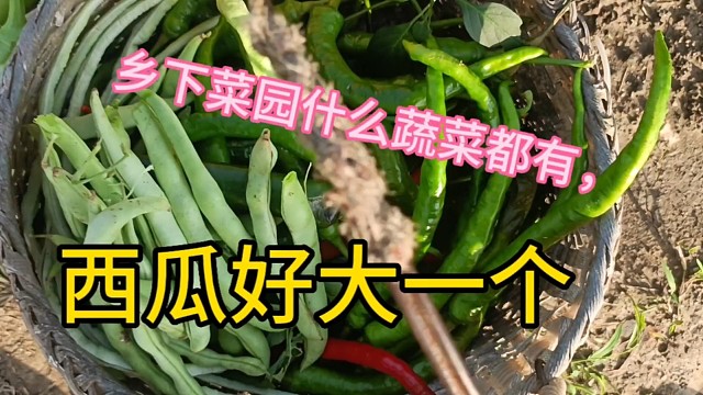 乡下菜园啥都有西瓜，豆角，辣椒，玉米，空心菜，茄子，喜欢农村