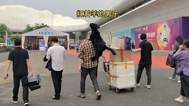 海口惊现扛着羊的男子