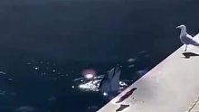 海豚向海鸥炫耀它嘴里的小鱼。。。