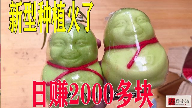 新型种植火了，一个成本3元卖15元，口感像黄瓜，不愁销日赚2000块！