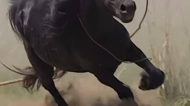 蒙古风情喜欢的多多关注！