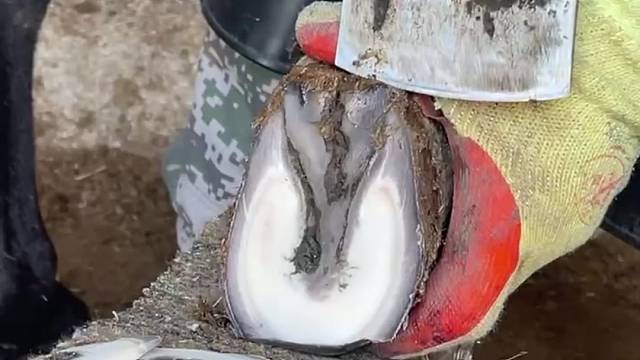 毛驴修蹄，师傅手艺高超，切驴蹄像切椰子片一样，非常解压