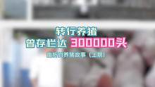 转行养猪曾存栏300000头，曲折的养猪故事（上期）