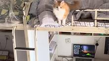 宿舍有只小猫咪是什么体验