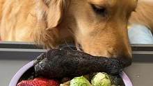 吃饭上我们家两只金毛从来不让我担心~#金毛 #干饭狗的日常 #狗狗吃饭 #宠物吃播