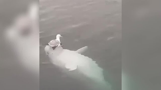 白鯨：快來(lái)和我一起玩?。?海鷗：栓Q！