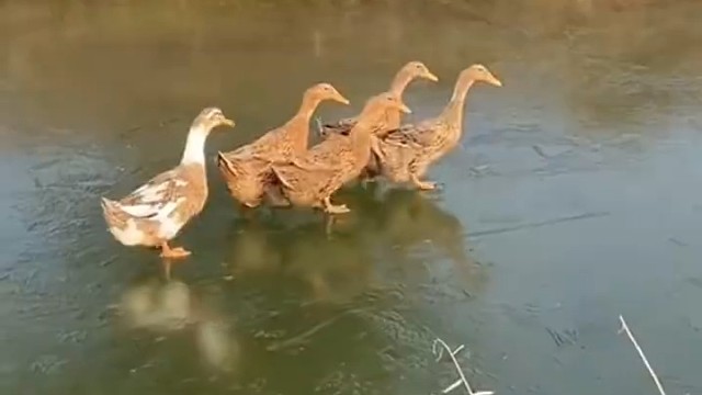 春江水暖鸭先知原来是这个道理！