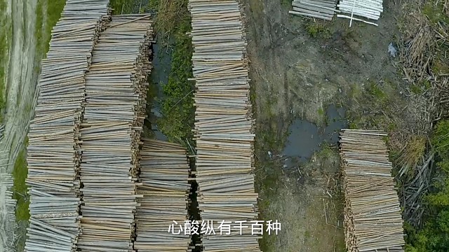 我的人生何去何从