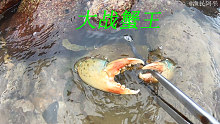 阿平赶海抓到了一只大公蟹，之后还抓了海鳗龙和龙虾