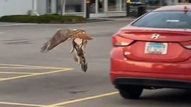 小松鼠出来觅食被老鹰抓获，它的爱人展现出惊人的勇气