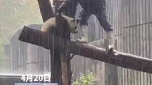 大熊猫不愿回去避雨，与饲养员在雨中斗智斗勇 来源：@LV