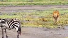 斑马站在路上一动不动，被狮子扑咬
