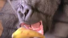 大猩猩为什么可以把菠萝皮吃进肚子里，而人类却很少这样吃