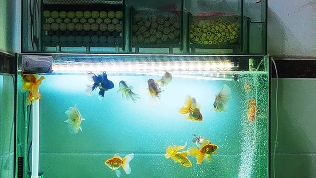 #我的合金弹头回忆