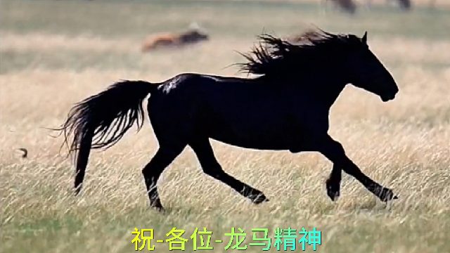 龙马精神-飞龙在天