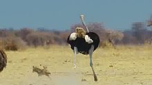 鸵鸟在非洲草原是无敌的存在，想动小鸵鸟？草原狼，我就问你扛踢么？