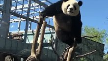 “功夫熊猫”名不虚传