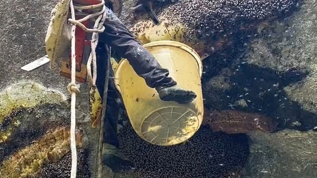 这才是传说中的岩蜂糖