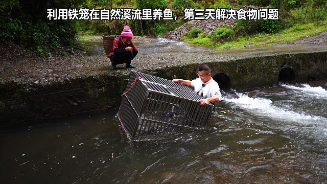 利用铁笼在溪流养鱼第3天，洪水后安然无恙，今天解决喂食问题