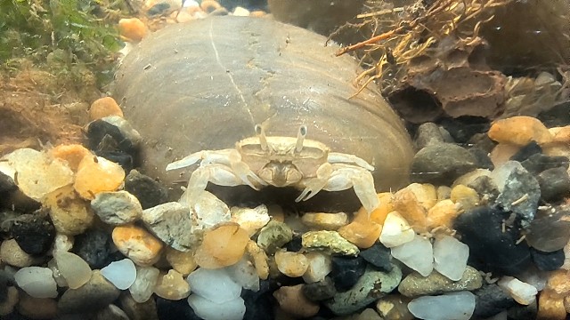 辣椒蟹精神状态不对。