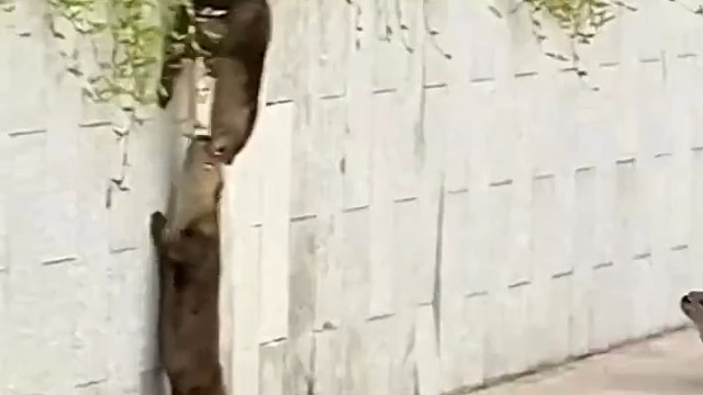 靠，都会团结协作……！有灵魂了