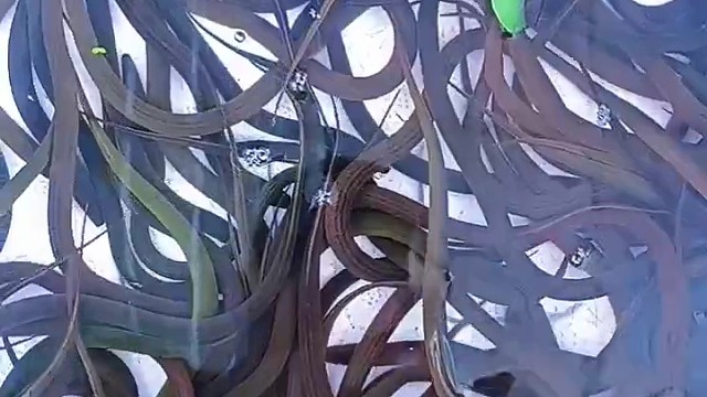 野生盘龙鳝