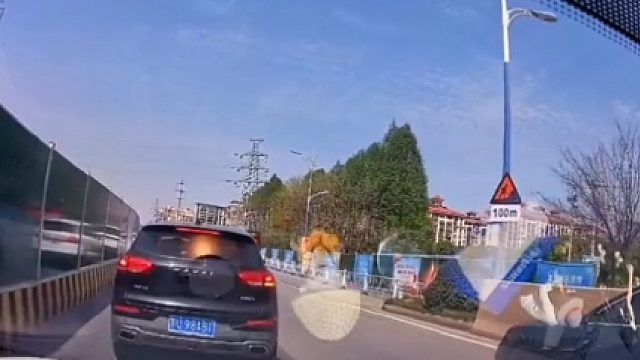 损人不利己，咋想的？