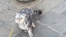 出门遛猫，犟种猫咪半途不肯走，主人拿出棒子瞬间老实了。还是老祖宗的方法有效