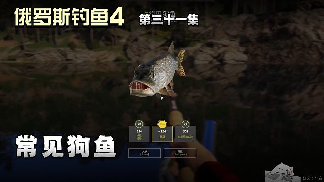 俄罗斯钓鱼4第三十一集：常见狗鱼