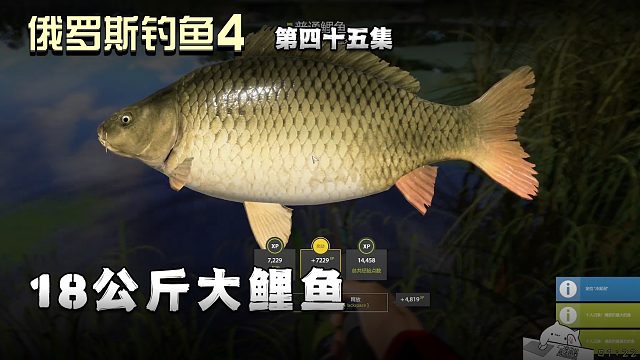俄罗斯钓鱼4第四十五集：18公斤大鲤鱼