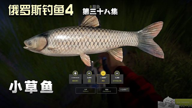 俄罗斯钓鱼4第三十八集：小草鱼
