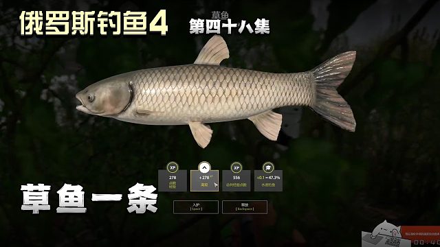 俄罗斯钓鱼4第四十八集：草鱼一条