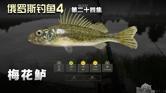 俄罗斯钓鱼4第二十四集：梅花鲈