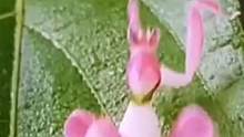 网友在叶子上看见兰花螳螂，这些会移动的“花”你见过吗？