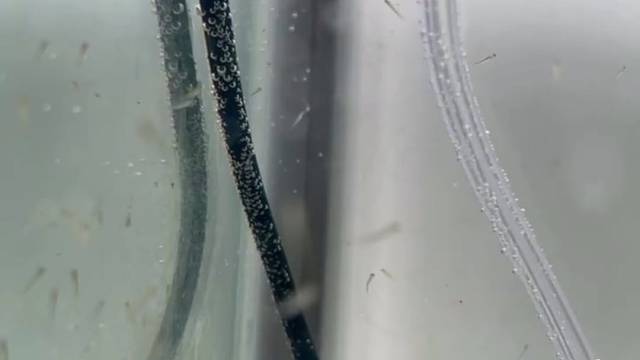 艾玛
鱼到了
只不过得拿放大镜看了