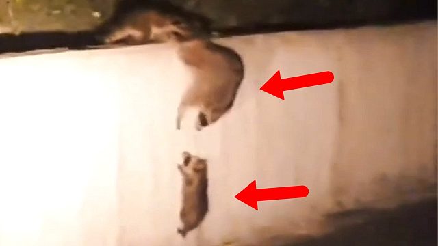 小浣熊无法翻越栏杆，全家出动想办法，一个也不落下！