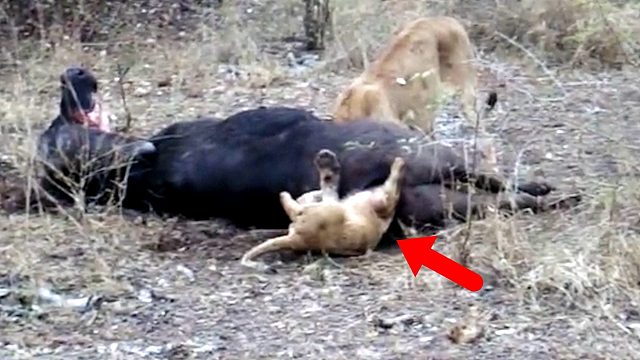 小狮子学鬣狗掏牛屁股，却被卡死在牛屁股里面，堪称最憋屈死法！