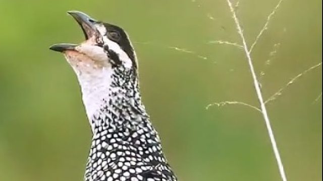 鹧鸪的呼唤，谁能用字打出来来它的叫声吗，我想听听它说了什么