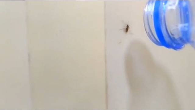 让蚊子听自己发出的“嗡嗡”噪音，会怎样