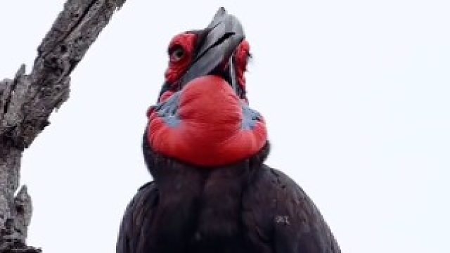 这鸟给我感觉 好像有几百岁了-非洲地犀鸟