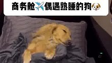 《我活的不如狗