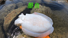 退潮后阿平遇到了搁浅的墨鱼，还抓了还多漂亮的海螺