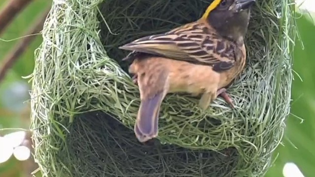 动物知道没漂亮房子娶不到老婆