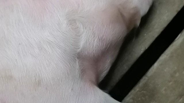 大学生深山喂猪