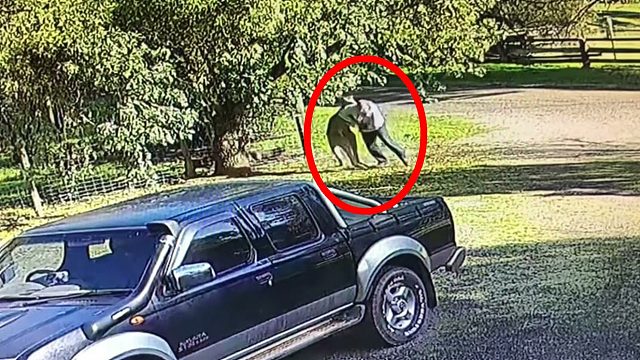 澳洲大爷遭遇成年袋鼠攻击，激情互搏5分钟后，男人成功逃脱！