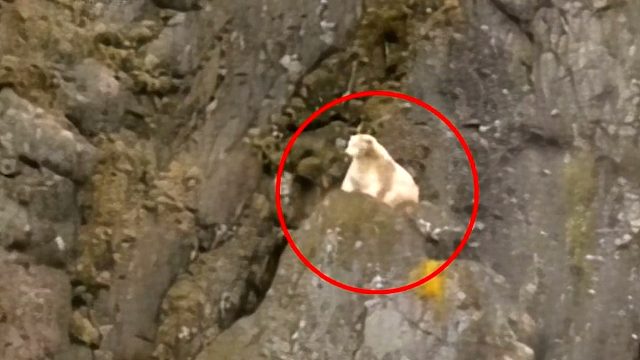 北极熊被困悬崖上，好不容易等来救援，救援过程中却发生了意外！