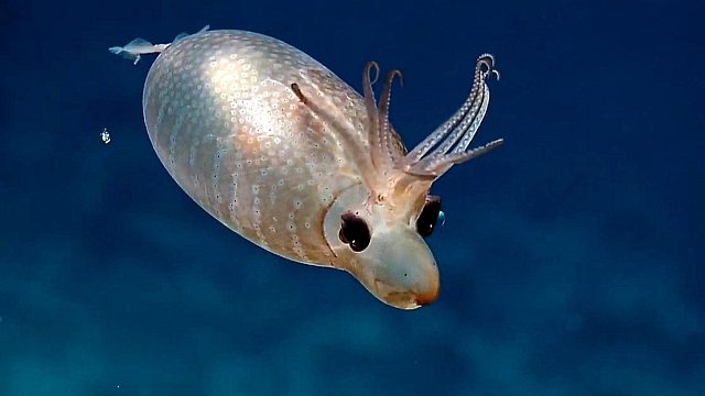 超罕见的深海生物，圆圆滚滚像小猪，可爱极了！