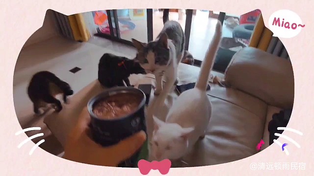猫咪，要养一群才得劲